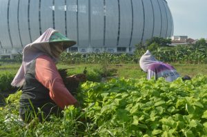 Urban Farming: Solusi bagi Lahan yang Dikriminalisasi